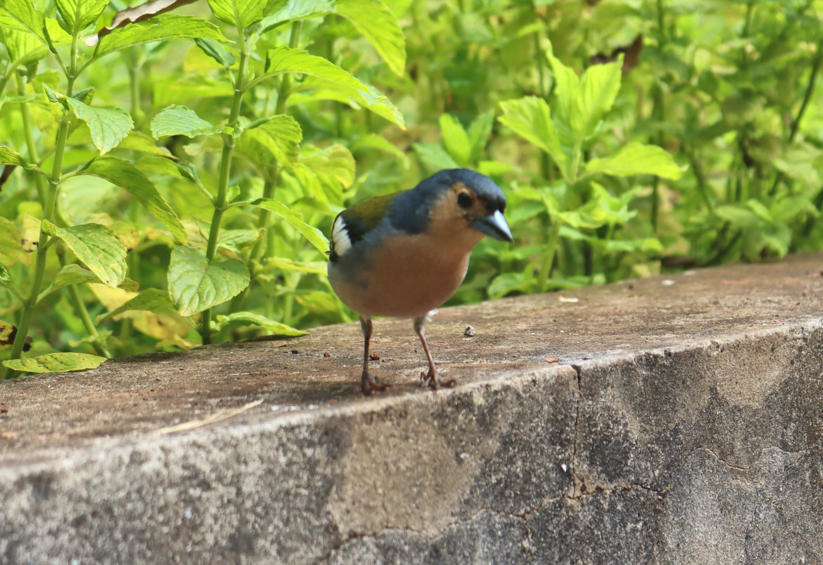 image Madeira Chaffinch